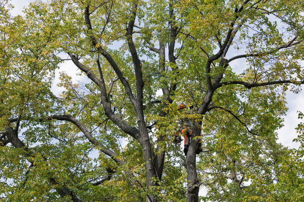 Best Tree Removal Service  in Lake Telemark, NJ